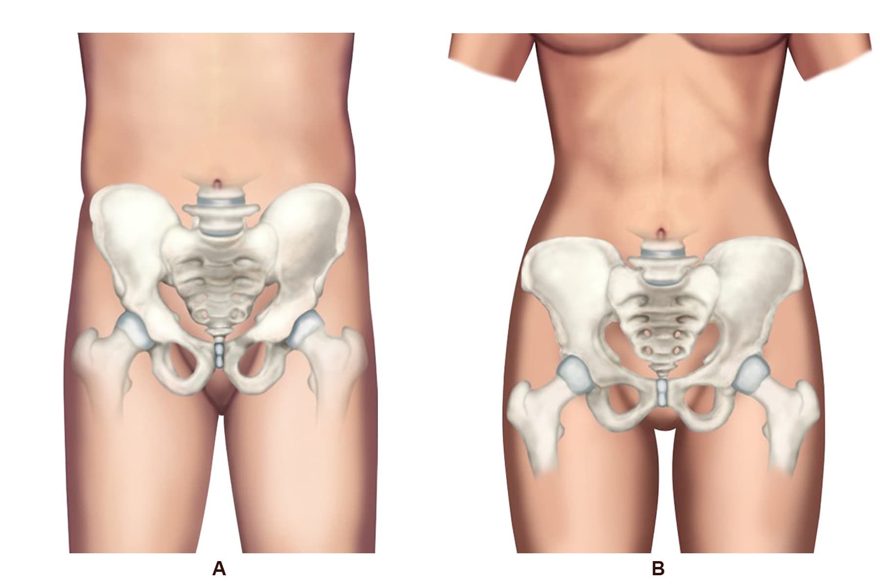 Female Body Swap Muscle