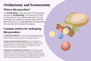 Orchiectomy & Scotoectomy: procedure details & why patients undergo them